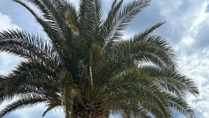 A palm tree in a stone planter on a pebbled beach with a view of the sea and distant hills. - BellaCasa SrimaSmart by Interhome (Vodice)
