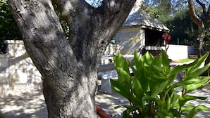 Un arbre amb l’escorça rugosa i una construcció petita amb teulada inclinada al fons.