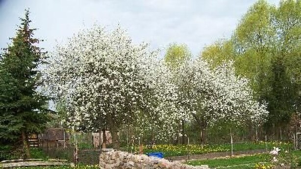 A stone wall with a garden in the background. - Zu den drei Schönen by Interhome (Boitzenburger Land)
