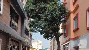 Une rue étroite, bordée de bâtiments des deux côtés, avec un arbre au centre et un trottoir dallé.