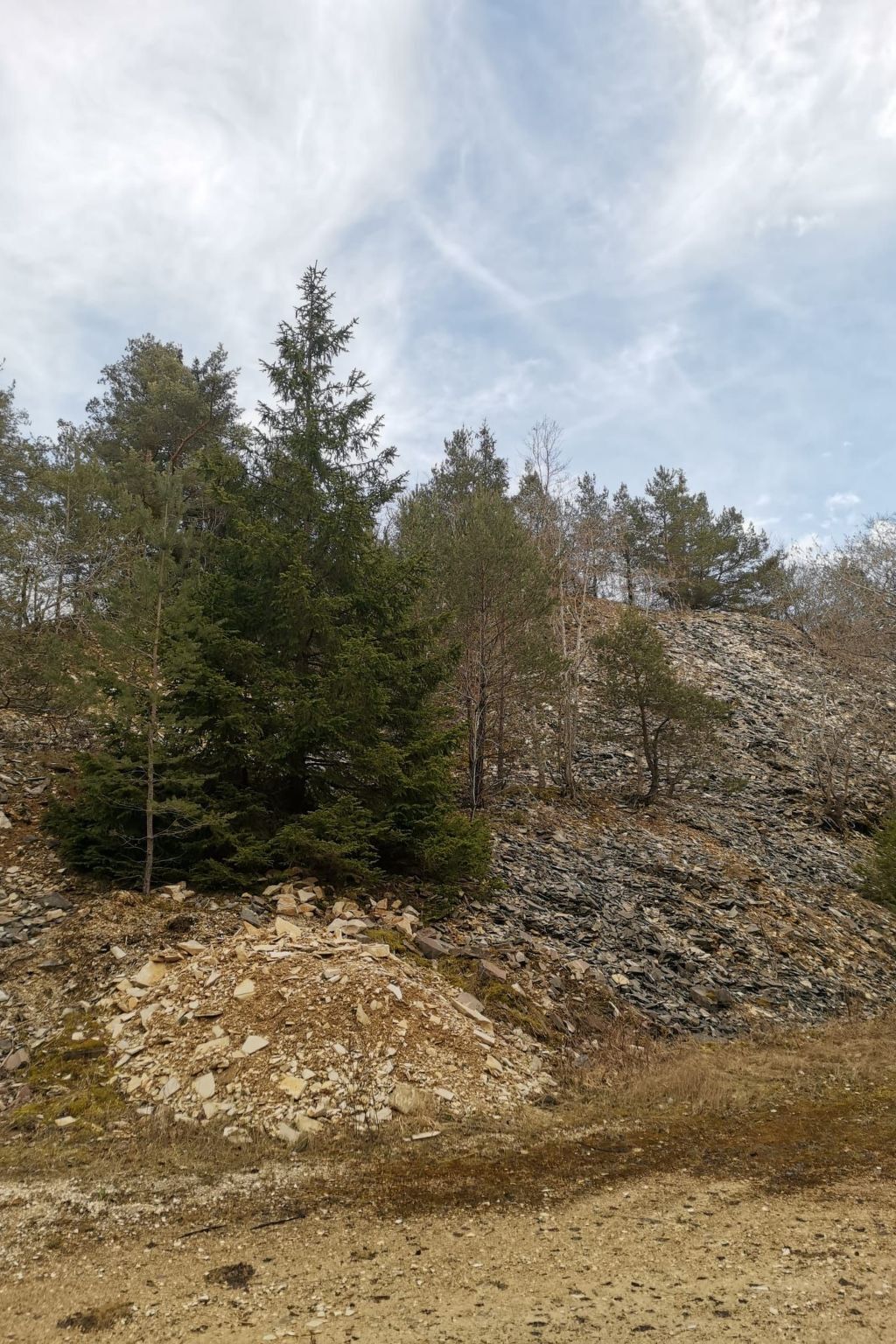 Terreno rochoso com vegetação escassa e árvores.