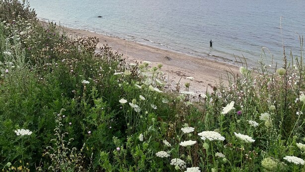Une plage où une personne se tient dans l’eau, entourée d’une végétation luxuriante et de fleurs.