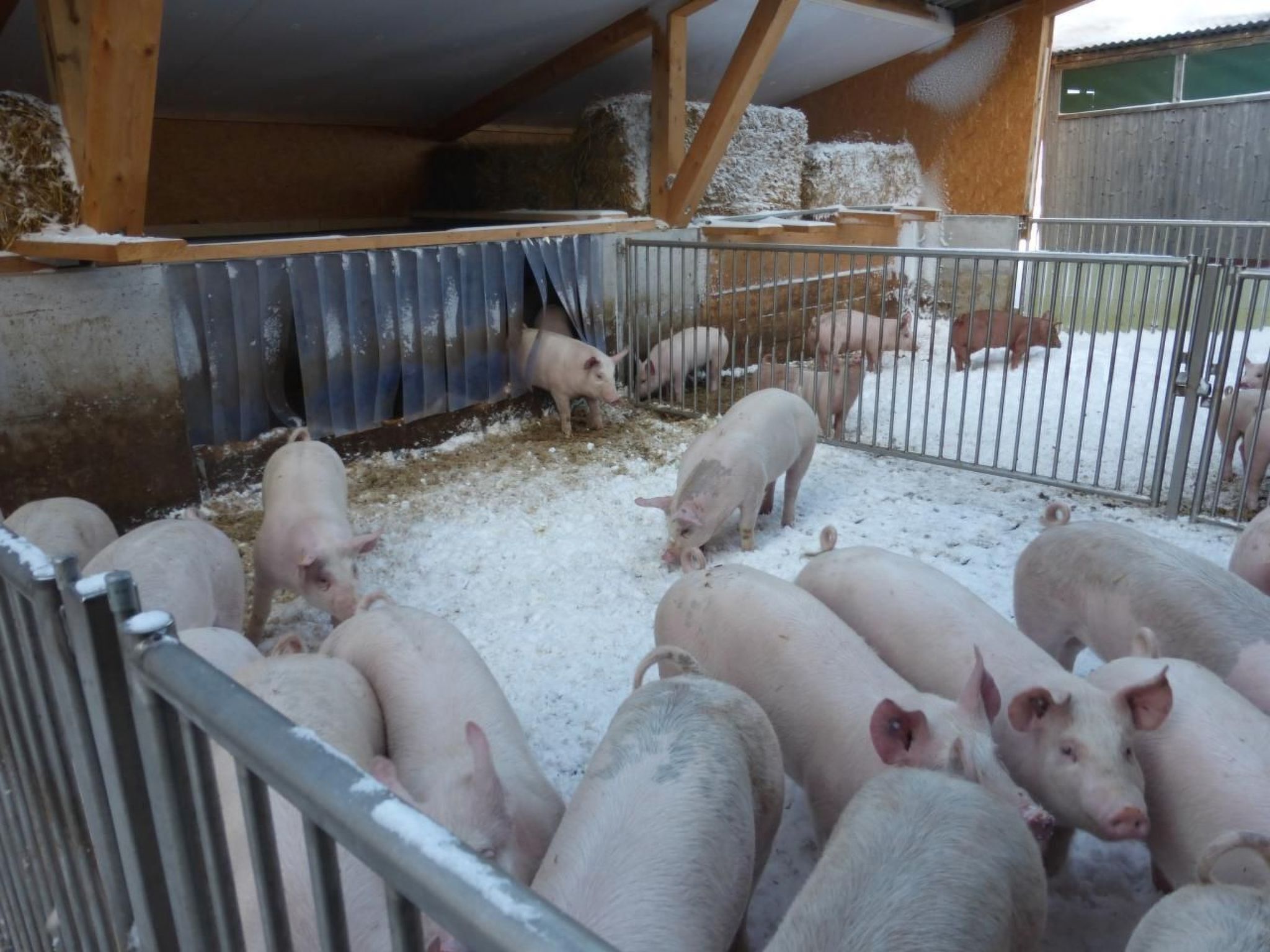 A pig pen with metal fencing and wooden beams, containing several pigs.
