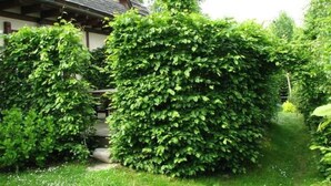 Ein traditionelles Haus mit einem geneigten Dach und einem Garten mit einer gepflegten Hecke und einem Kiesweg.