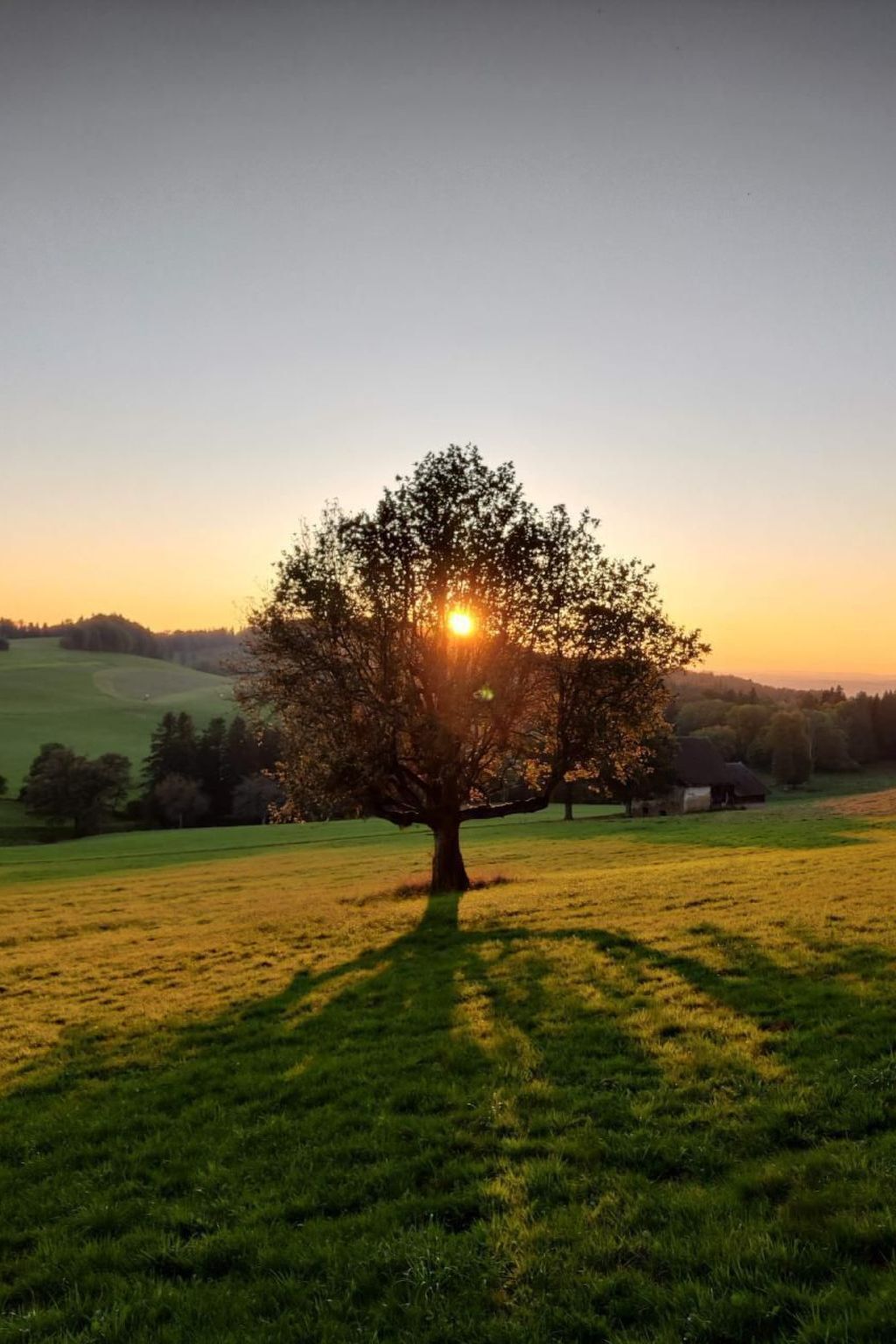 Un arbre se dresse dans un champ d’herbe, avec le soleil couchant à l’horizon.