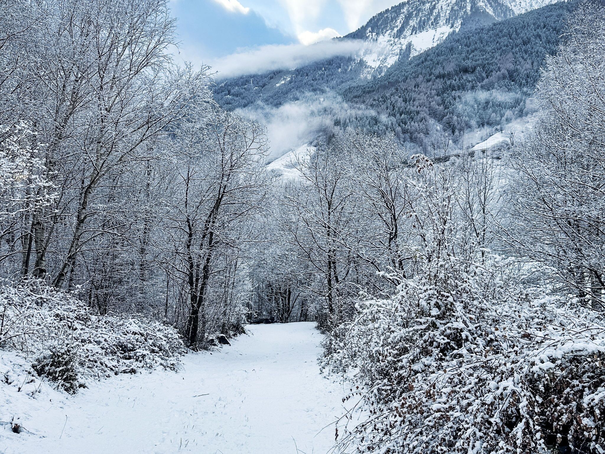 A snow-covered forest path leading towards a mountain.