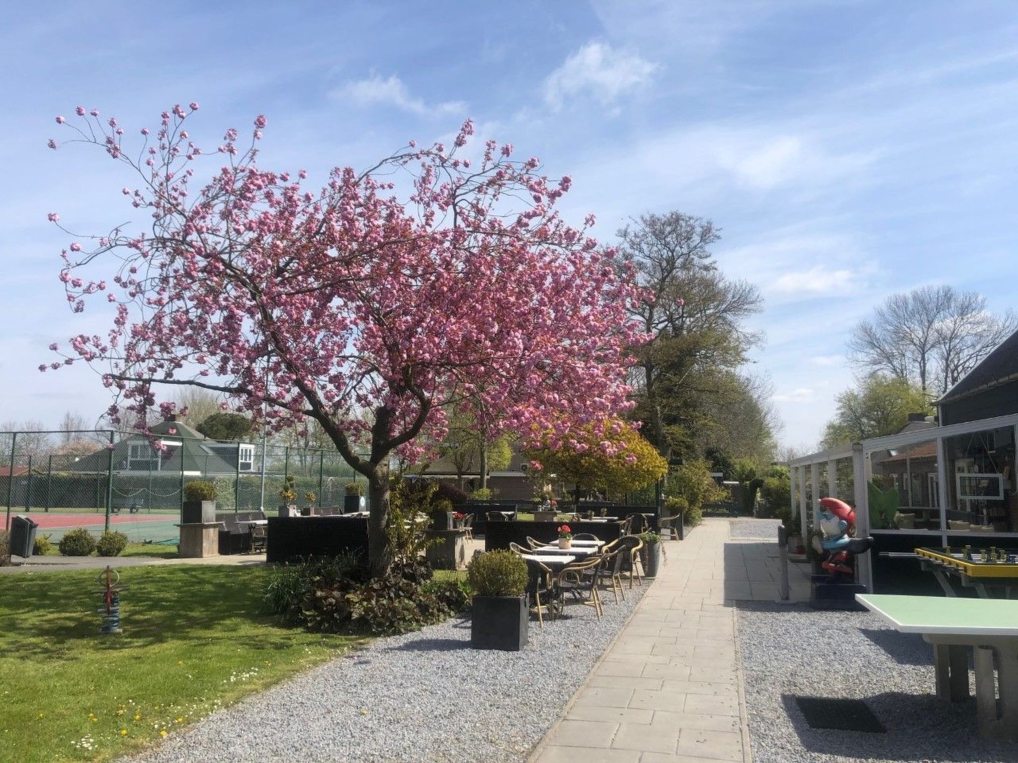 Un patio con mobiliario exterior, una cancha de tenis al fondo y un árbol con flores rosadas.