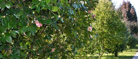 Overnattingsstedets uteområder