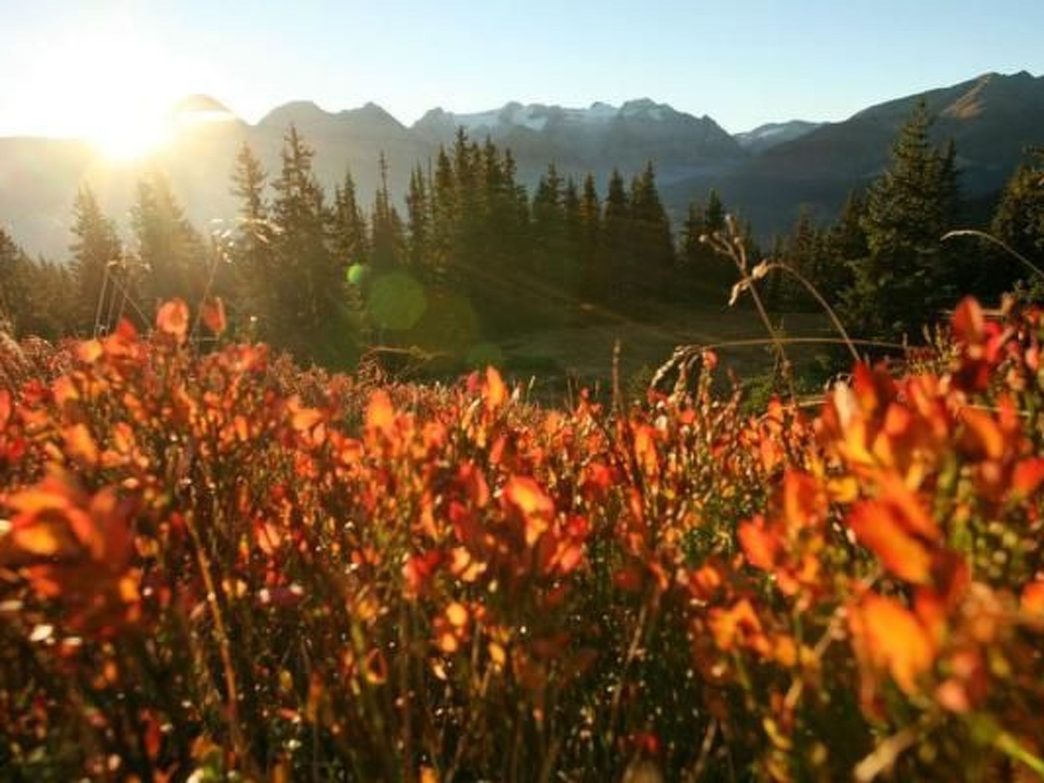 A field of wildflowers with mountains in the background.