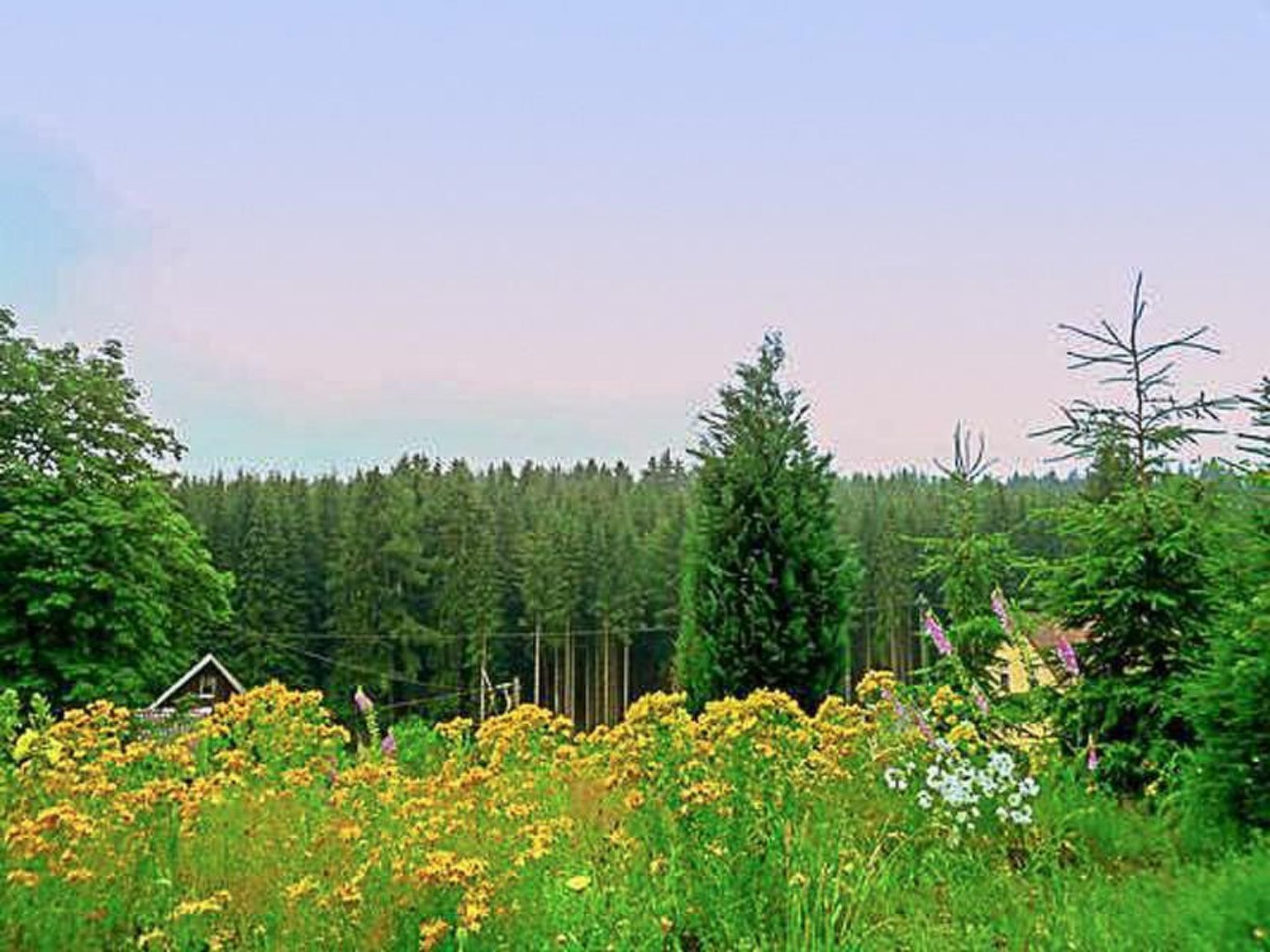 A rural landscape with a house surrounded by dense forest and wildflowers.