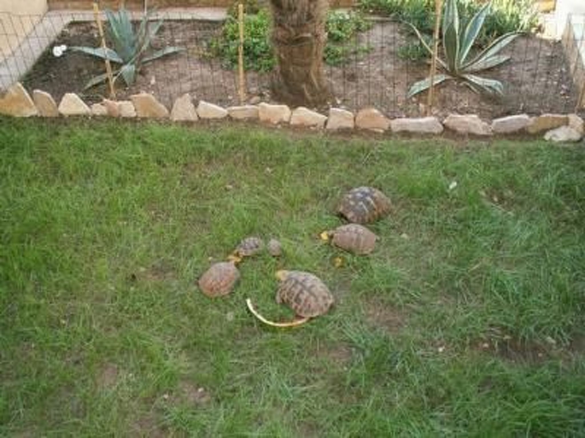 Un jardin bordé de pierres, avec un arbre et une zone herbeuse où vivent des tortues.