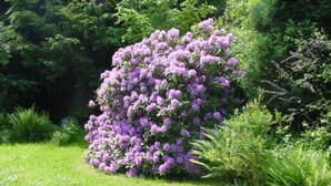 Un rigoglioso giardino con un fitto gruppo di fiori viola, circondato da vegetazione verde.