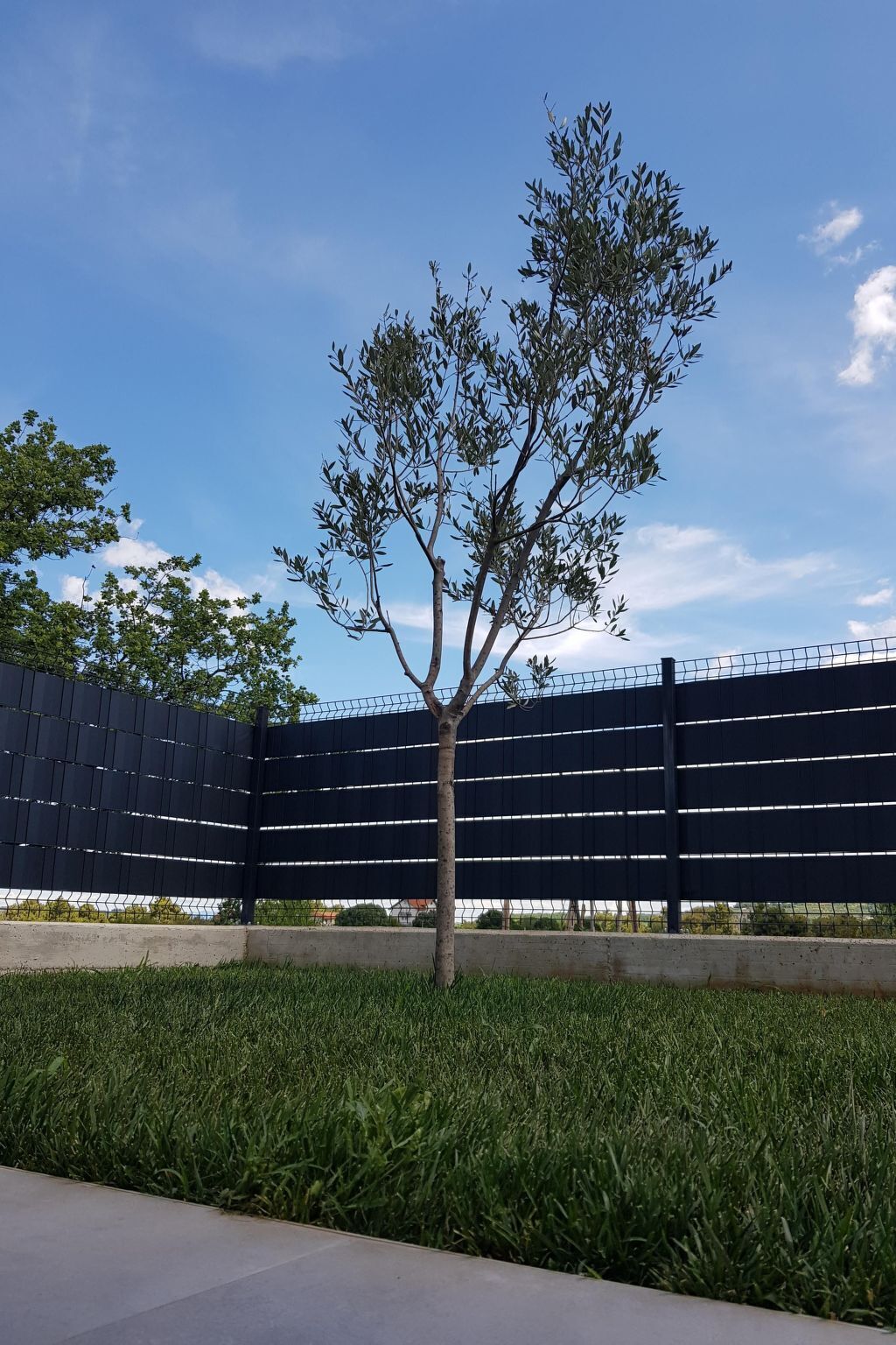 A tree in front of a black fence with horizontal slats.