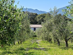 Property grounds - Weingut Punta della Guardia Ruhig und beschaulich by Interhome (Cervione/Castagniccia)