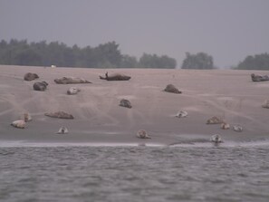 Ranta
