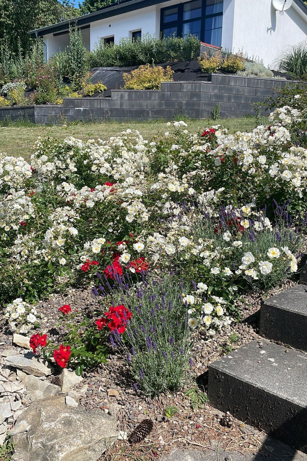 A garden with white and red flowers, a stone pathway, and a modern building in the background.