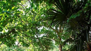 A stone pathway in a lush garden with trees and greenery. - App Coki 4. by Interhome (Poreč/Funtana)