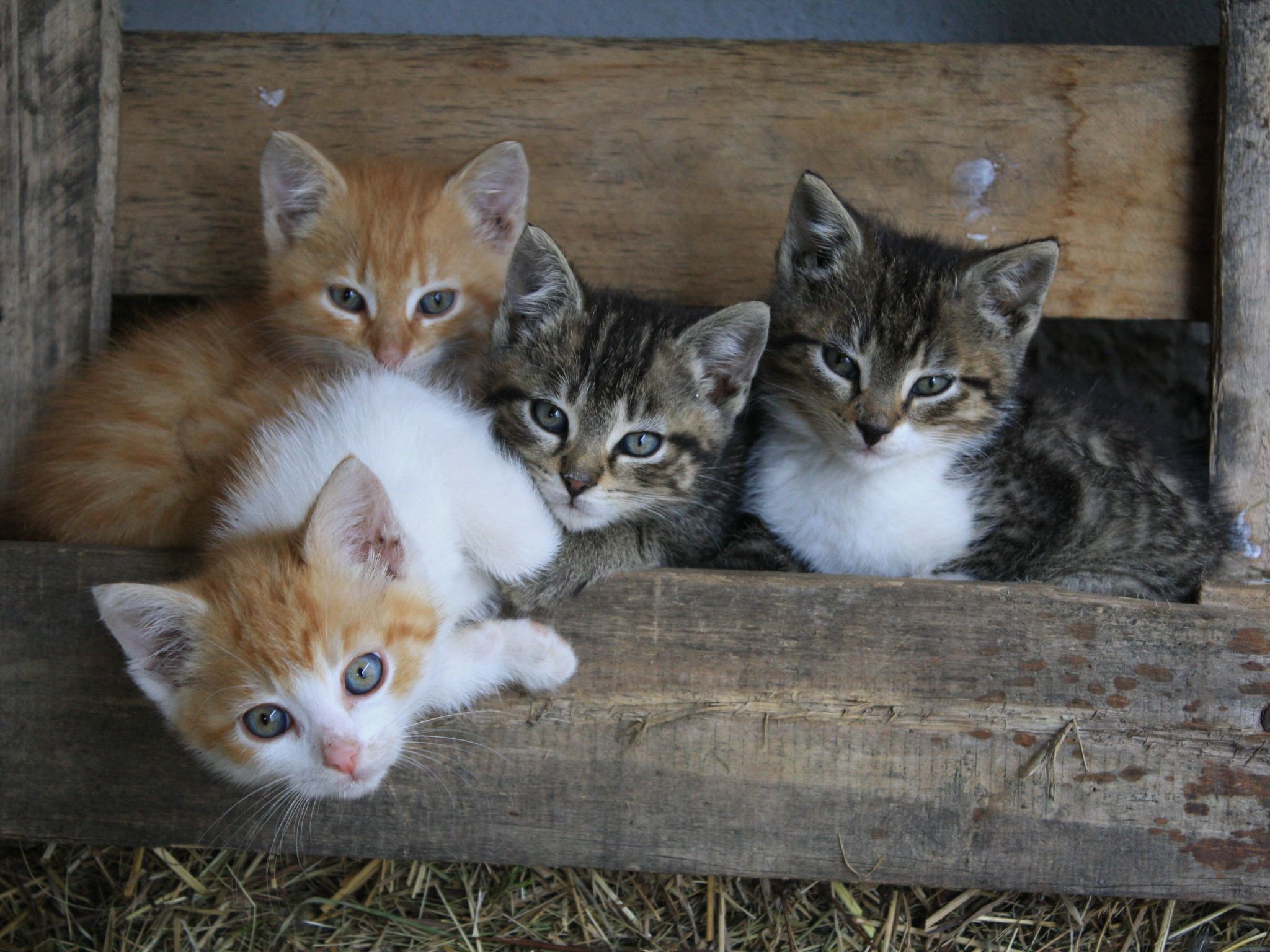 Une caisse en bois contenant quatre chatons.