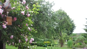 A garden with a variety of plants and flowers, including roses and a large tree. - in ehemaliger Dorfschule am Dorfrand by Interhome (Bergen)
