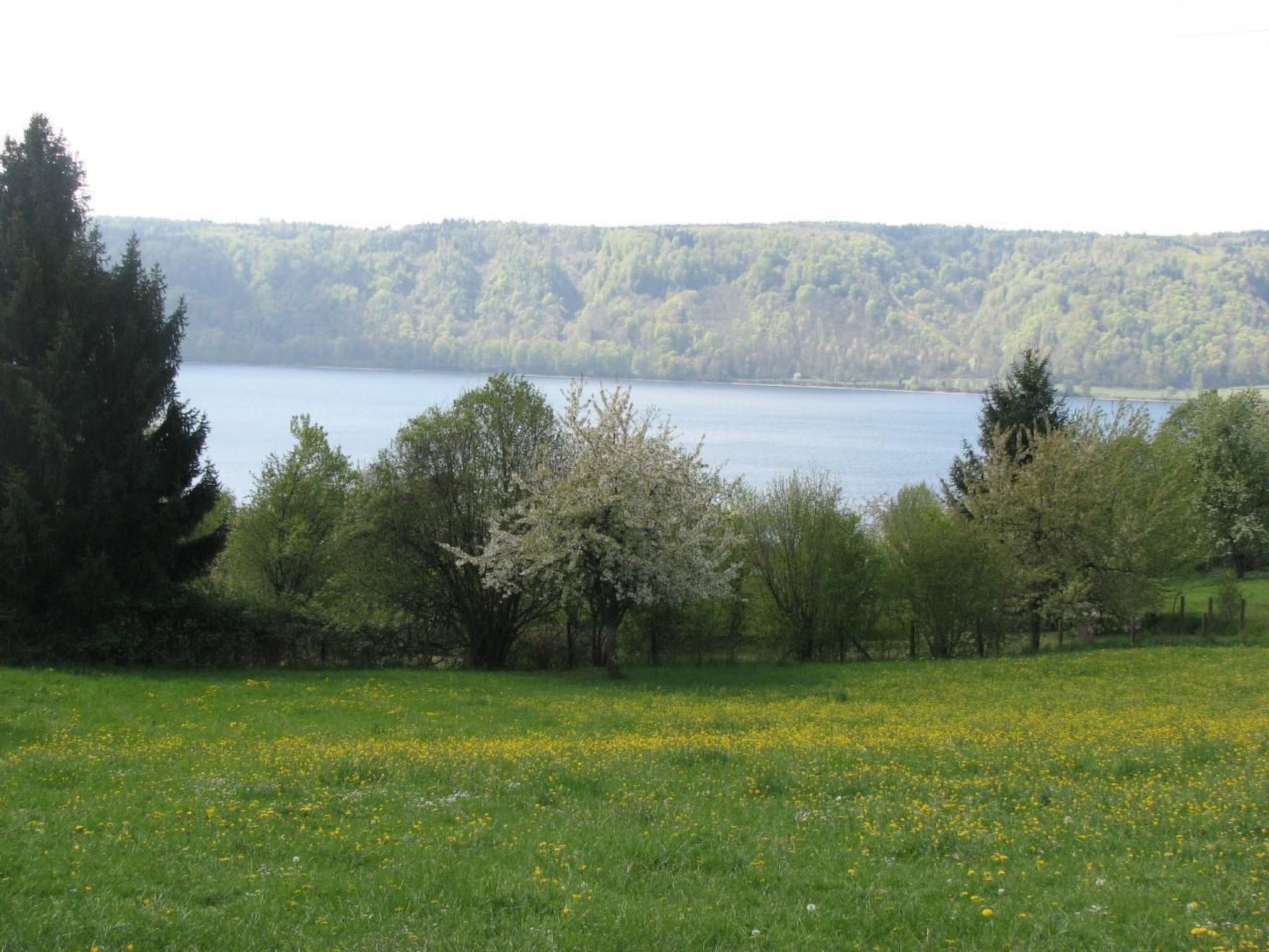 Un lago rodeado de árboles y un campo cubierto de hierba con flores amarillas.