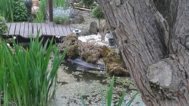 Un giardino con uno stagno, un pontile in legno e diverse piante.