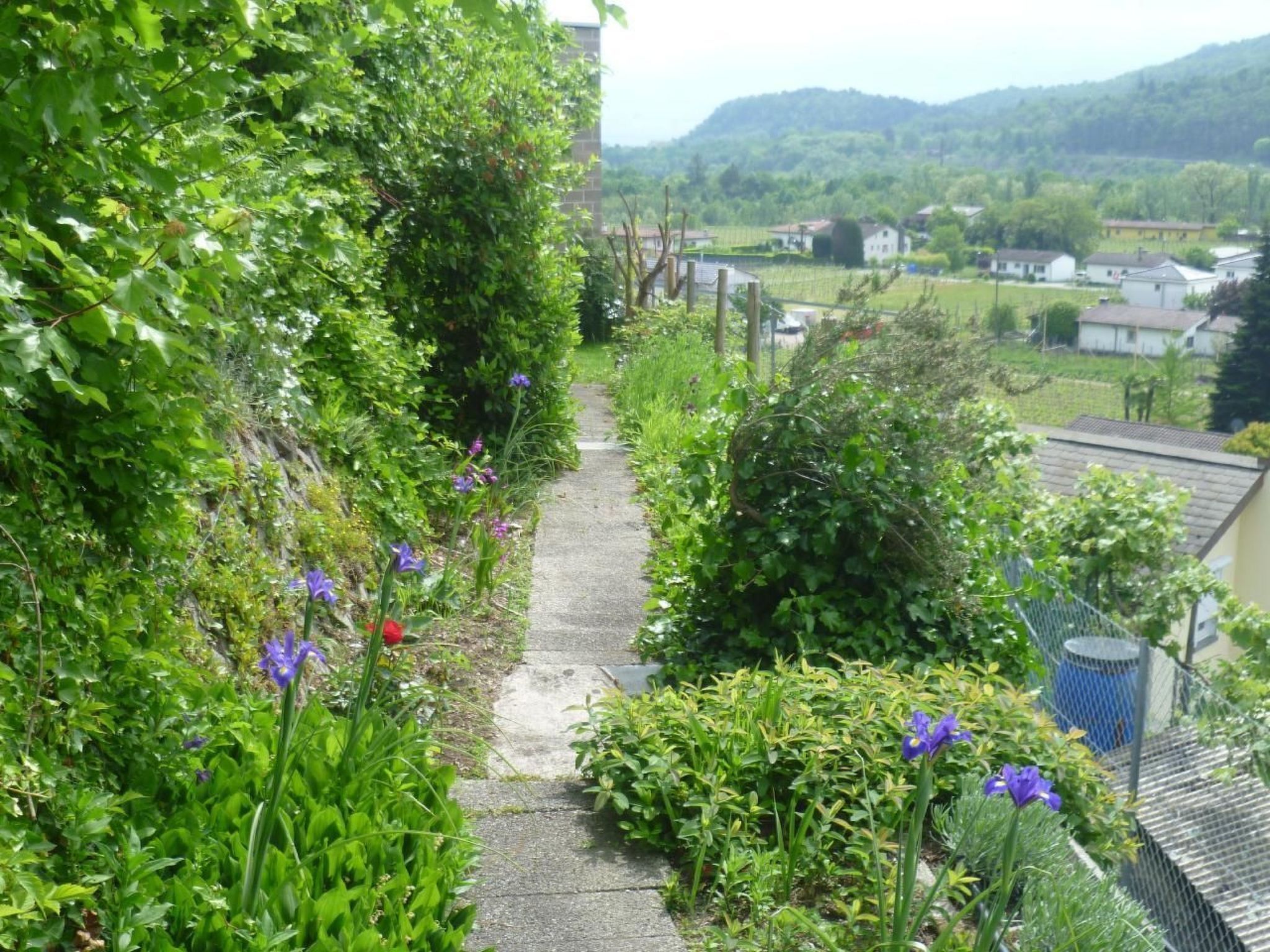 A narrow garden path with dense foliage and purple flowers, leading to a residential area with houses and a hilly landscape in the background.