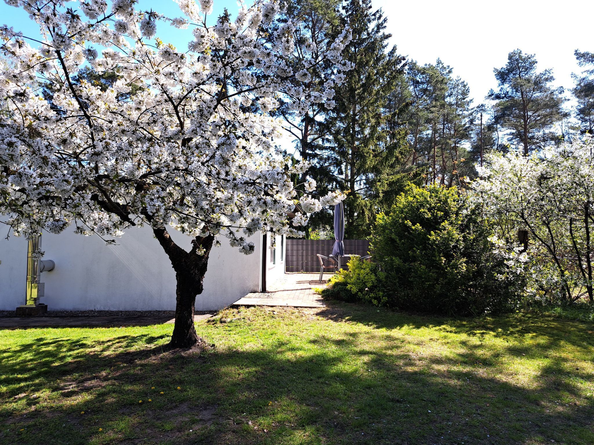 Un jardin avec des arbres en fleurs, un sentier et un bâtiment en arrière-plan.