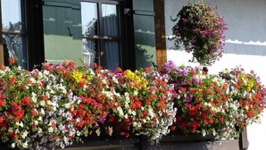 Een bloembak met diverse kleurrijke bloemen voor een gebouw met grote ramen.