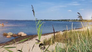 A beach with clear water, rocks, and reeds.