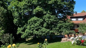 Ein Garten mit einem großen Baum, Kübeln voller gelber Blüten und einer gepflasterten Fläche.