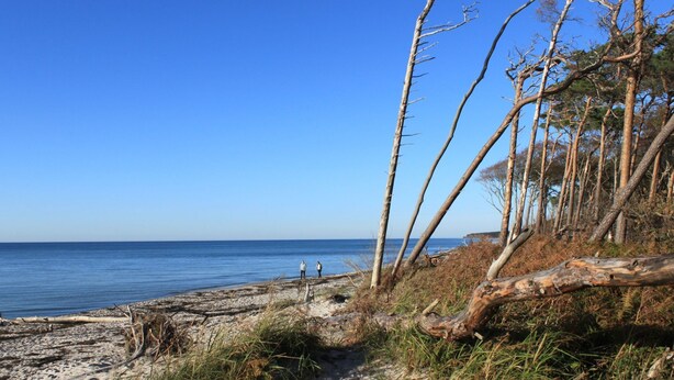 Une plage avec un ciel dégagé, un rivage sablonneux et quelques personnes qui se promènent.