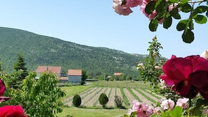 Ein Weinberg mit Reihen von Weinreben und einigen Gebäuden im Hintergrund.