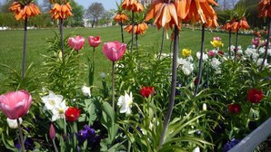 A garden with various tulips and other flowers. - Schwedenhaus Zierow mit Terrasse und Grill by Interhome (Alt Jassewitz)