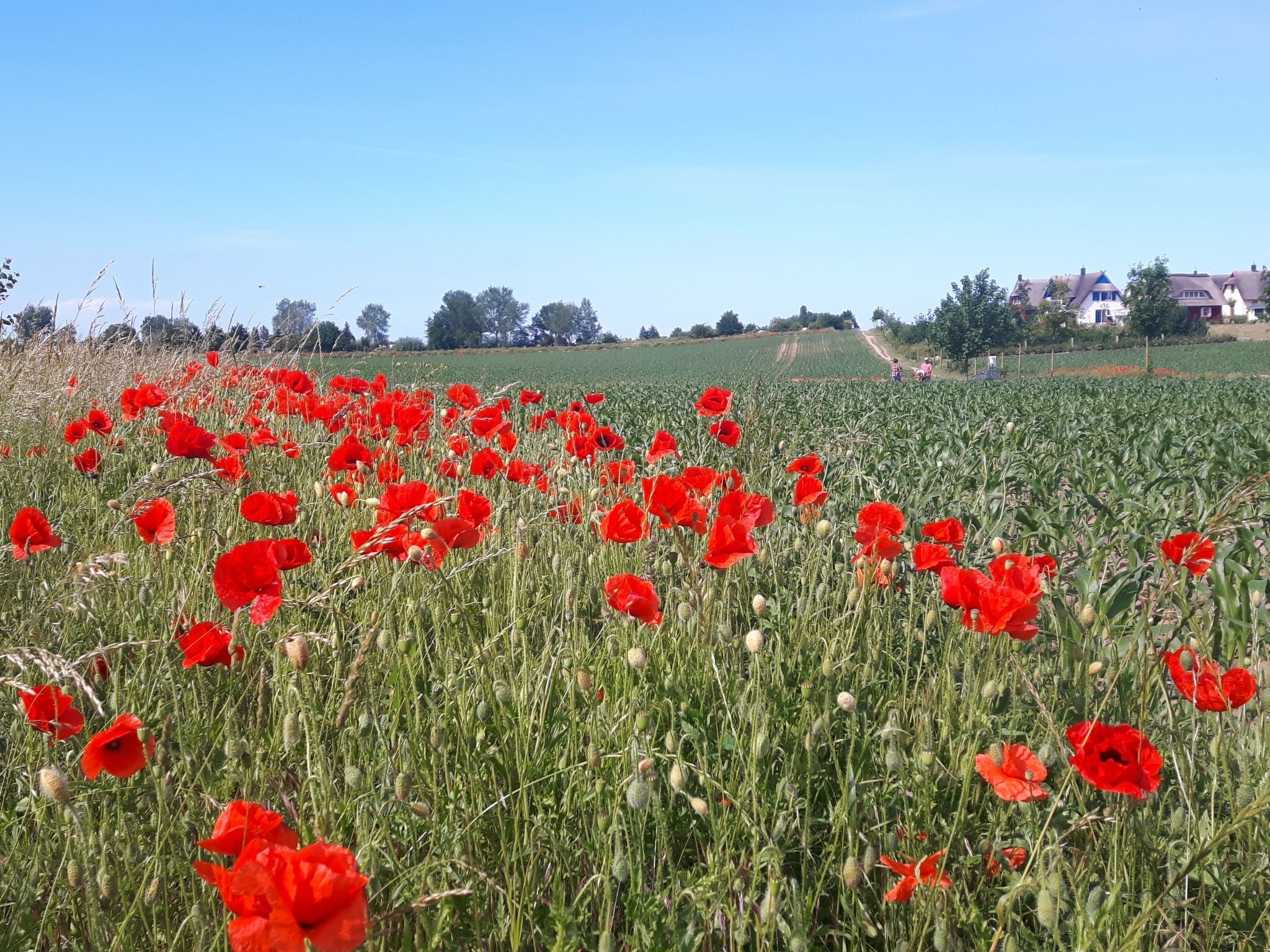 A field of red poppies with a clear sky and houses in the background.