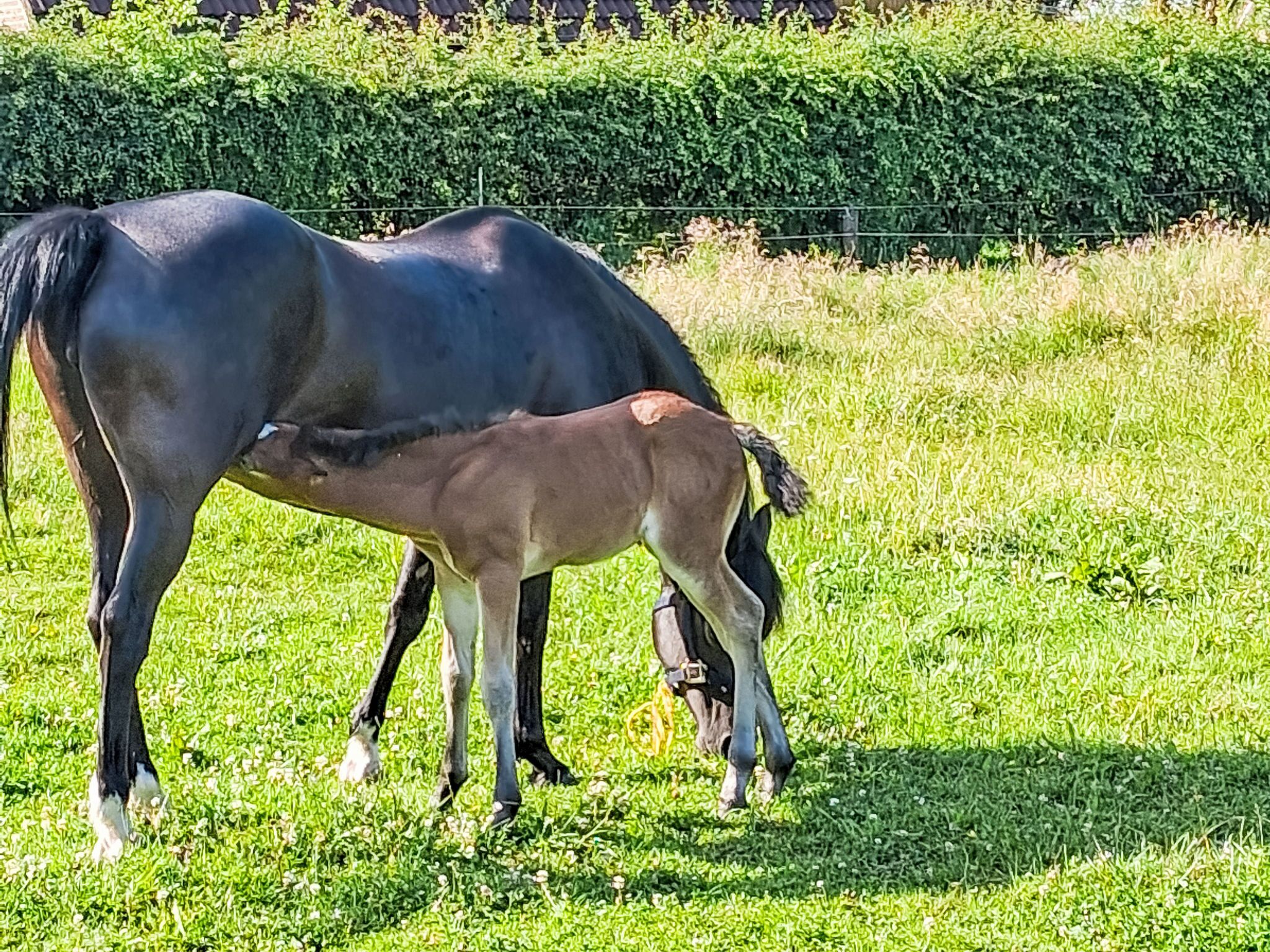 A horse and a foal grazing in a grassy field with a hedge in the background.