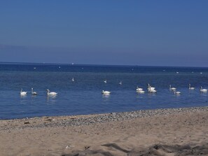 Beach - Entspannen auf der Südterrasse by Interhome (Niendorf)