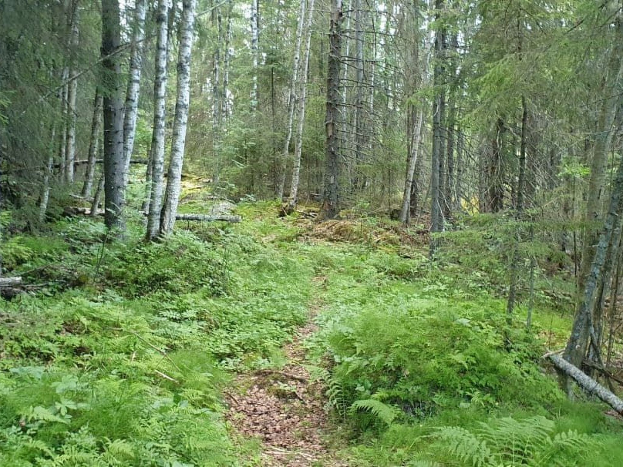 A forest path surrounded by tall trees and dense underbrush.