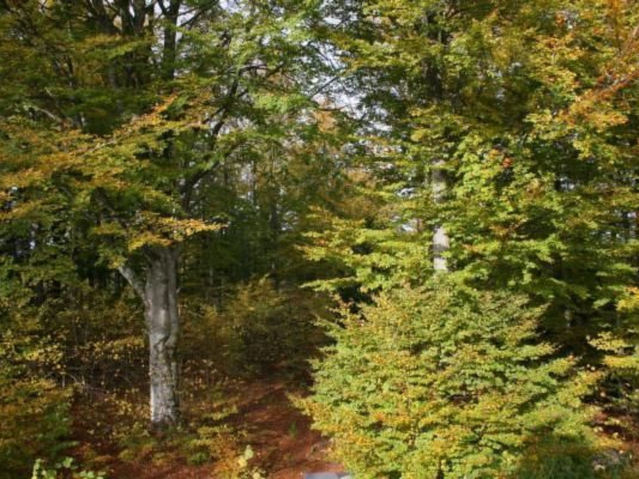 A forested area with dense trees and a visible path.