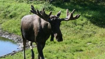 En elg i et græsbevokset område med et lille vandareal og sten i baggrunden.