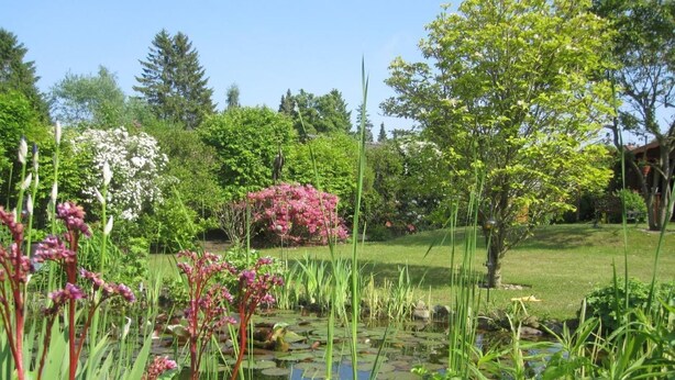 Ein Garten mit Teich, Pflanzen und Bäumen.