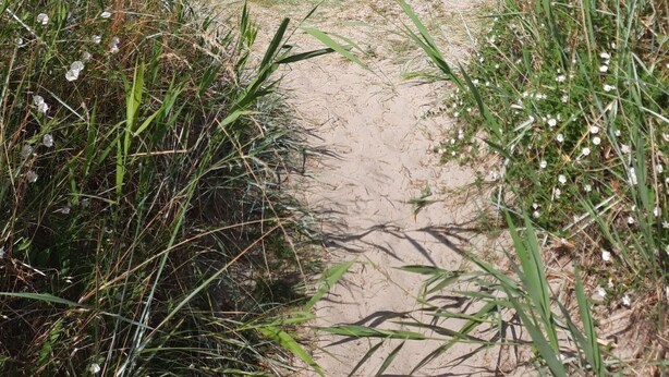 A sandy path leading to the sea with grass on either side. - in Dänschendorf auf Fehmarn by Interhome (Bannesdorf)