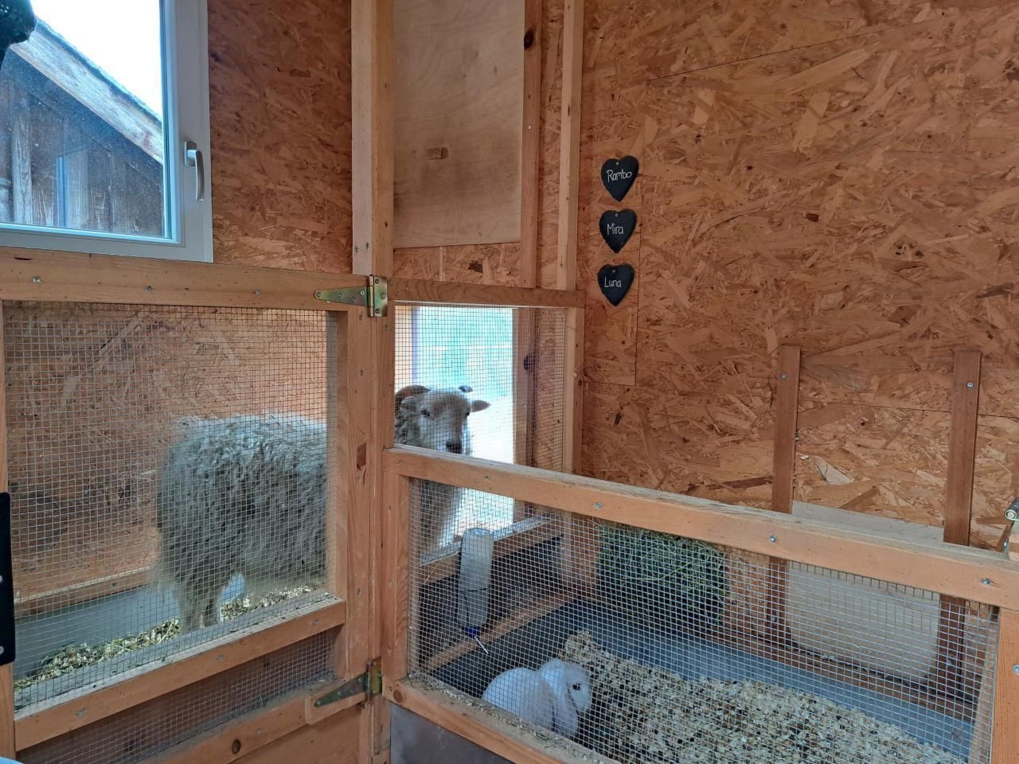 Una struttura in legno con due recinti separati, ognuno dei quali ospita un animale diverso.