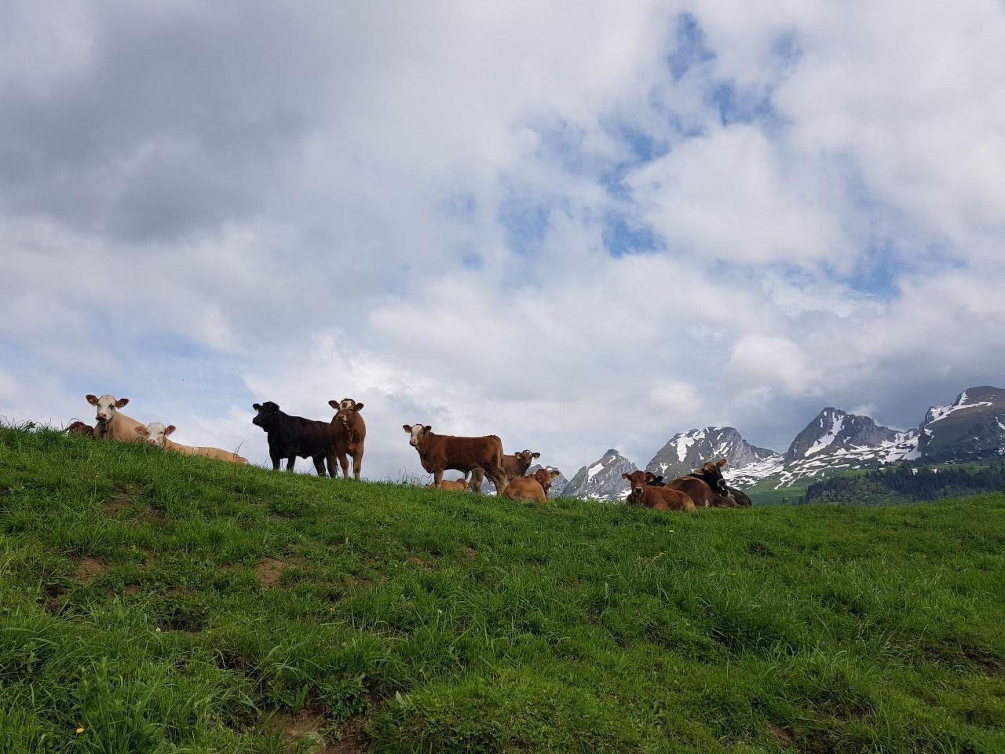 Ein grasbewachsenes Hügelufer mit Kühen und einer Bergkulisse im Hintergrund.