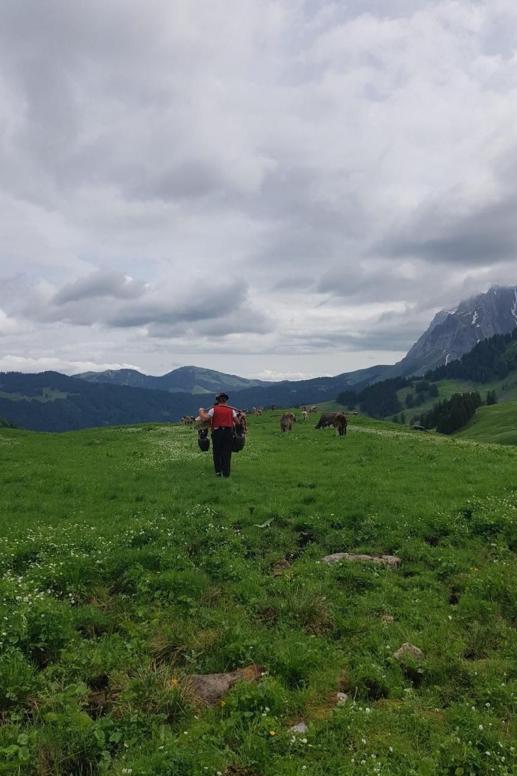 Una persona camina por un campo cubierto de hierba, con vacas a lo lejos y montañas al fondo.