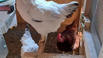 A chicken coop with a feeding area and a window.
