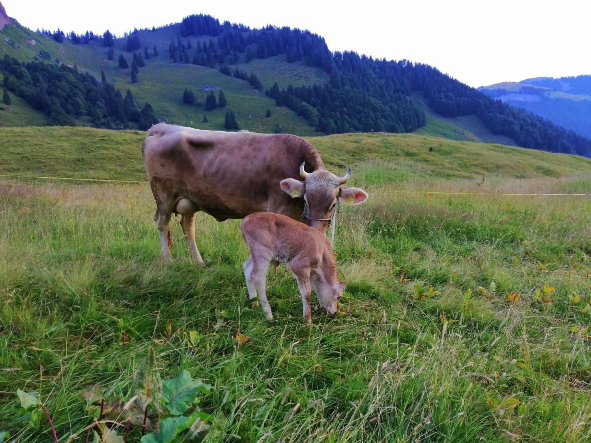 Una mucca e il suo vitello in un prato erboso, con montagne sullo sfondo.
