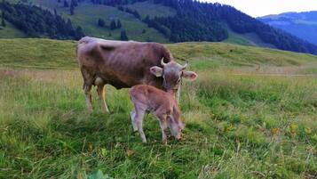Una mucca e il suo vitello in un prato erboso, con montagne sullo sfondo.