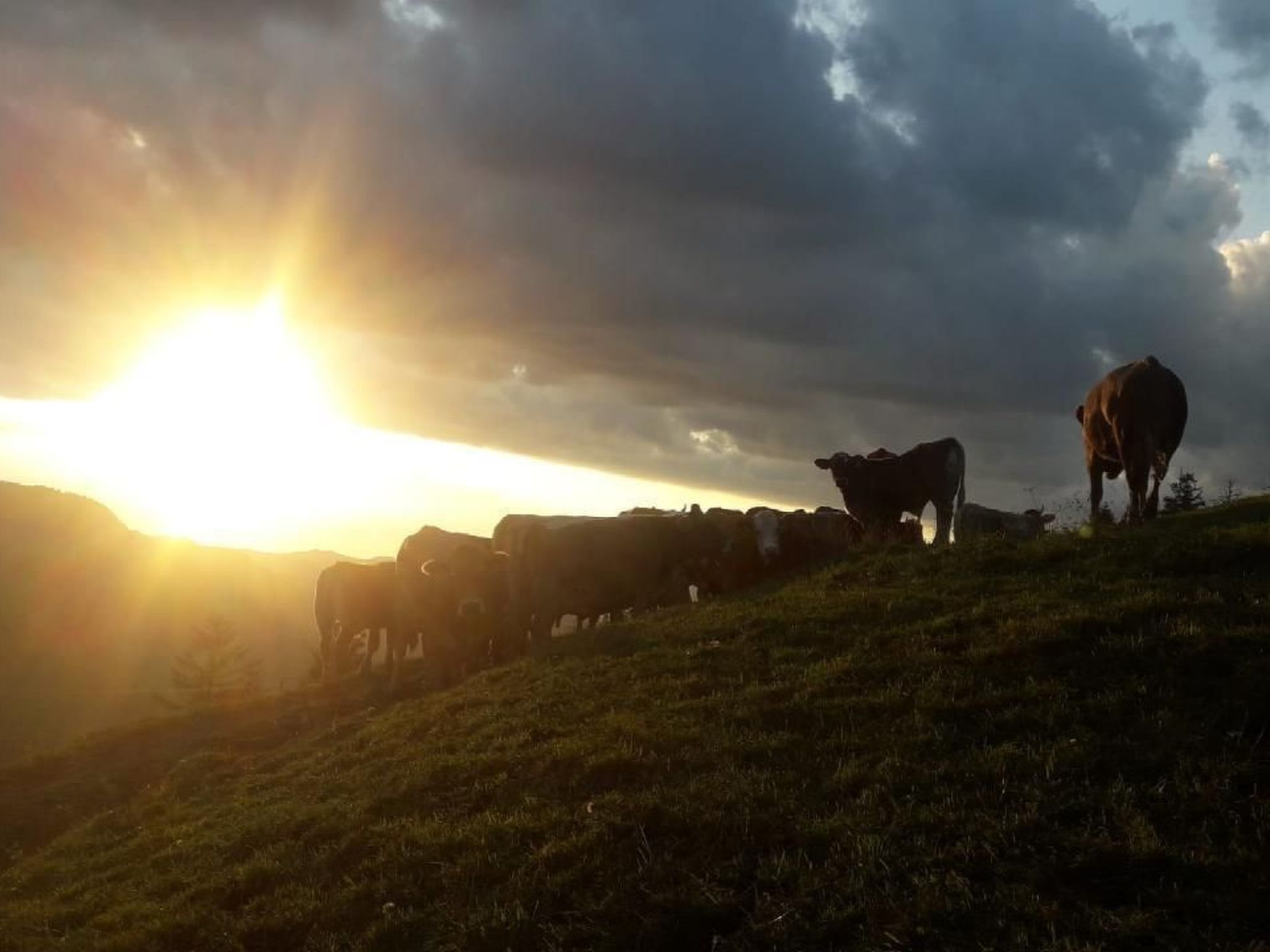 Un rebaño de vacas pastando en una ladera cubierta de hierba al atardecer.