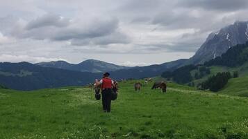 Una persona camina por un campo cubierto de hierba, con vacas a lo lejos y montañas al fondo.