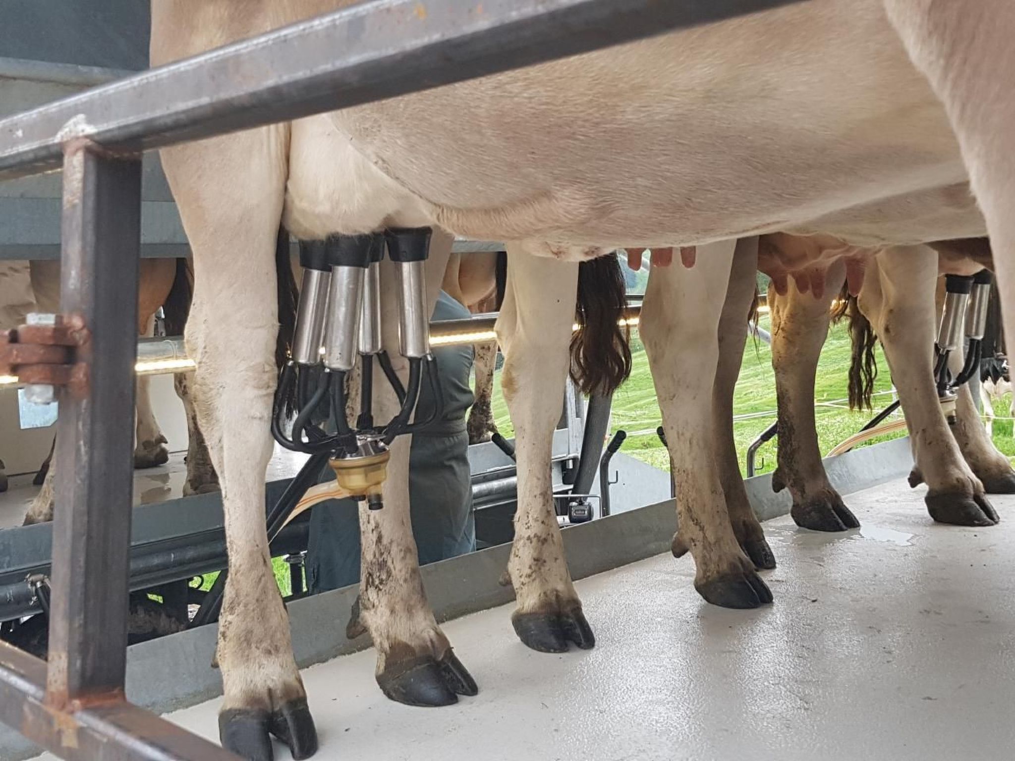 Una estación de ordeño con vacas y máquinas de ordeño.